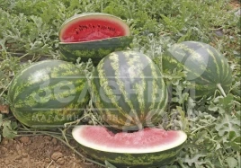 Семена арбуза Варда F1 / Varda F1,70 дней купить оптом и в розницу в Украине по выгодной цене