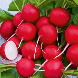 Насіння редису Сакса 2 / Saxa 2,25-30 днів купити оптом і в роздріб в Україні за вигідною ціною