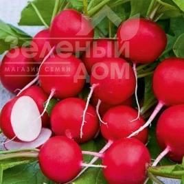 Насіння редису Сакса 2 / Saxa 2, 25-30 днів купити оптом і в роздріб в Україні за вигідною ціною