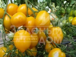 Семена томатов Цитрина / Tsitrina,100-108 дней купить оптом и в розницу в Украине по выгодной цене