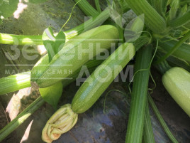 Насіння кабачків Ардендо 174 F1 / Ardendo 174 F1,40-45 днів купити оптом і в роздріб в Україні за вигідною ціною