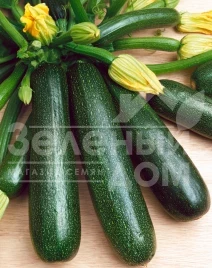 Семена кабачков Стартгрин F1 / Startgreen F1,40-45 дней купить оптом и в розницу в Украине по выгодной цене