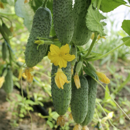 Насіння огірків Грін пік F1 / Green pick F1,35-40 днів купити оптом і в роздріб в Україні за вигідною ціною