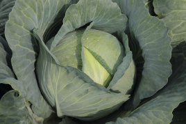 Насіння капусти білокачанної Тайфун F1 / Typhoon F1,130 днів купити оптом і в роздріб в Україні за вигідною ціною