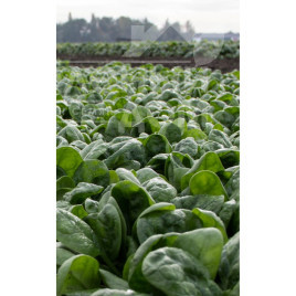 Насіння шпинату Санта Круз F1 / Santa Cruz F1 купити оптом і в роздріб в Україні за вигідною ціною