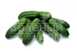 Семена огурцов Престо F1 / Presto F1,45 дней купить оптом и в розницу в Украине по выгодной цене