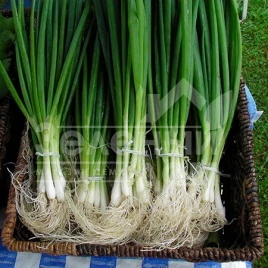 Лук на перо Савел / Savel,65-75 дней купить оптом и в розницу в Украине по выгодной цене