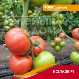 Семена томатов Ксиладе F1 / Ksilade F1 купить оптом и в розницу в Украине по выгодной цене