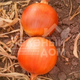 Лук репчатый Дерек F1 / Derek F1,115-120 дней купить оптом и в розницу в Украине по выгодной цене