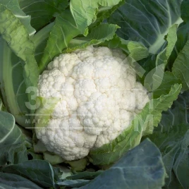 Семена капусты цветной Шамборд F1 / Сhambord F1,80 дней купить оптом и в розницу в Украине по выгодной цене