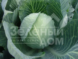 Семена капусты белокочанной Альбатрос (Меридор) F1 / Albatros (Meridor) F1,135-145 дней купить оптом и в розницу в Украине по выгодной цене