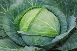 Насіння капусти білокачанної Кастелло F1 / Castello F1,80 днів купити оптом і в роздріб в Україні за вигідною ціною