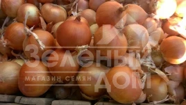 Лук репчатый Ятоба F1 / Yatoba F1,90-95 дней купить оптом и в розницу в Украине по выгодной цене