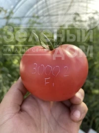 Насіння томату ТЛ 30002 F1 / TL 30002 F1, 60-65 днів купити оптом і в роздріб в Україні за вигідною ціною