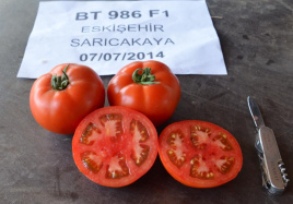 Насіння томатів БТ 986 F1 / BT 986 F1,65-70 днів купити оптом і в роздріб в Україні за вигідною ціною