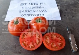 Насіння томату БТ 986 F1 / BT 986 F1, 65-70 днів купити оптом і в роздріб в Україні за вигідною ціною
