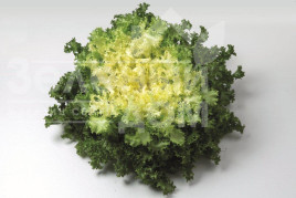 Насіння салату Домарі / Domari купити оптом і в роздріб в Україні за вигідною ціною