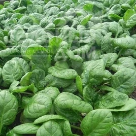 Семена шпината Грета F1 / Greta F1, 55 дней купить оптом и в розницу в Украине по выгодной цене