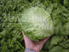 Насіння салату Максімо / Maximo купити оптом і в роздріб в Україні за вигідною ціною