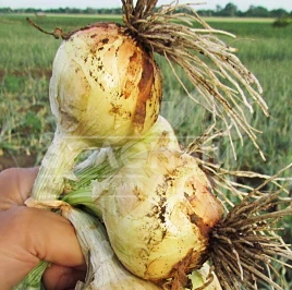 Лук репчатый Булат F1 / Bulat F1 купить оптом и в розницу в Украине по выгодной цене