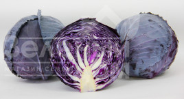 Насіння капусти червоноголової Корнет F1 / Kornet F1,85-90 днів купити оптом і в роздріб в Україні за вигідною ціною