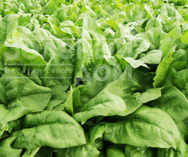 Насіння шпинату ПВ 1026 F1 / PV 1026 F1 купити оптом і в роздріб в Україні за вигідною ціною