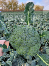 Насіння капусти броколі Трібека F1 / Trybeka F1, 70-75 днів купити оптом і в роздріб в Україні за вигідною ціною