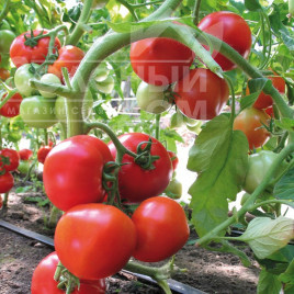 Насіння томатів Ядвіга F1 / Jadviga F1,80-85 днів купити оптом і в роздріб в Україні за вигідною ціною