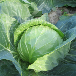 Насіння капусти білокачанної Констебль F1 / Constebl F1,52-55 днів купити оптом і в роздріб в Україні за вигідною ціною