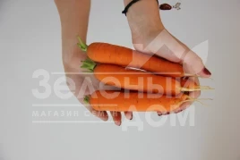 Семена моркови Руфина F1 / Rufina F1 купить оптом и в розницу в Украине по выгодной цене