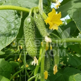 Семена огурцов Уникум F1 / Unikum F1,42 дня купить оптом и в розницу в Украине по выгодной цене