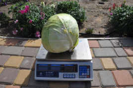 Насіння капусти білокачанної Діжон F1 / Dijon F1, 85-90 днів купити оптом і в роздріб в Україні за вигідною ціною