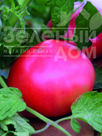 Насіння томатів Корнієвський / Korneevskyi купити оптом і в роздріб в Україні за вигідною ціною
