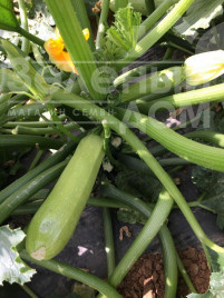 Насіння кабачків Ясна F1 / Yasna F1,40-45 днів купити оптом і в роздріб в Україні за вигідною ціною