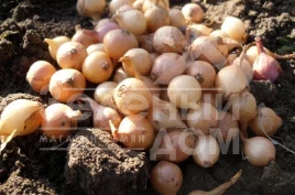 Лук репчатый Сеншуй Еллоу / Senshui Elloy купить оптом и в розницу в Украине по выгодной цене