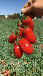 Семена томатов Янус F1 / Yanus F1, 70-75 дней купить оптом и в розницу в Украине по выгодной цене