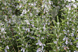 Насіння розмарину Розмарин / Rozmarin купити оптом і в роздріб в Україні за вигідною ціною