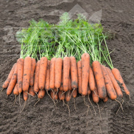 Насіння моркви Новара F1 / Novara F1, 115 днів купити оптом і в роздріб в Україні за вигідною ціною