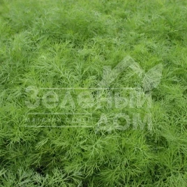 Семена укропа Ганак / Ganak купить оптом и в розницу в Украине по выгодной цене