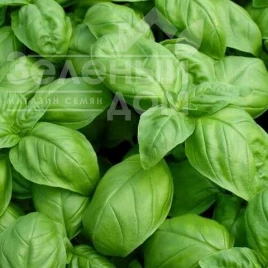 Семена базилика Геновезе / Genoveze купить оптом и в розницу в Украине по выгодной цене