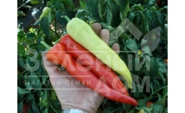 Семена сладкого перца Семарог / Semaroh,60-70 дней купить оптом и в розницу в Украине по выгодной цене