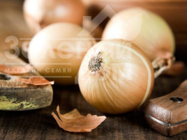 Цибуля ріпчаста Халцедон / Chalcedony купити оптом і в роздріб в Україні за вигідною ціною