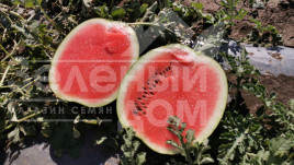 Насіння кавуна Техас F1 (INX 1724) / Tehas F1 (INX 1724),62-65 днів купити оптом і в роздріб в Україні за вигідною ціною