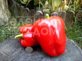 Насіння солодкого перцю Рубінова / Rubinova,70-80 днів купити оптом і в роздріб в Україні за вигідною ціною