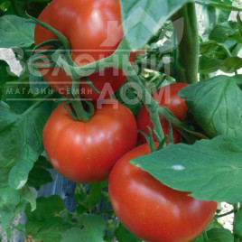 Насіння томатів Аудаз F1 / Audaz F1 купити оптом і в роздріб в Україні за вигідною ціною