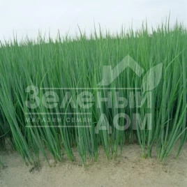 Лук на перо Пиканте / Pikante купить оптом и в розницу в Украине по выгодной цене