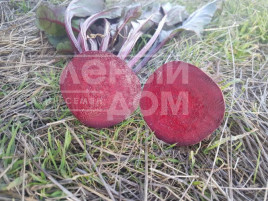 Насіння буряка Детройт Дарк Ред / Detroit Dark Red,75-80 днів купити оптом і в роздріб в Україні за вигідною ціною