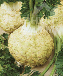 Насіння селери Неон / Neon,130-140 днів купити оптом і в роздріб в Україні за вигідною ціною