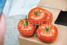Семена томатов Фантастина F1 / Fantastina F1,60-85 дней купить оптом и в розницу в Украине по выгодной цене