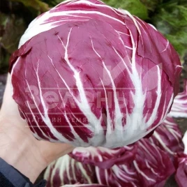 Семена салата Леонардо / Leonardo,81 день купить оптом и в розницу в Украине по выгодной цене